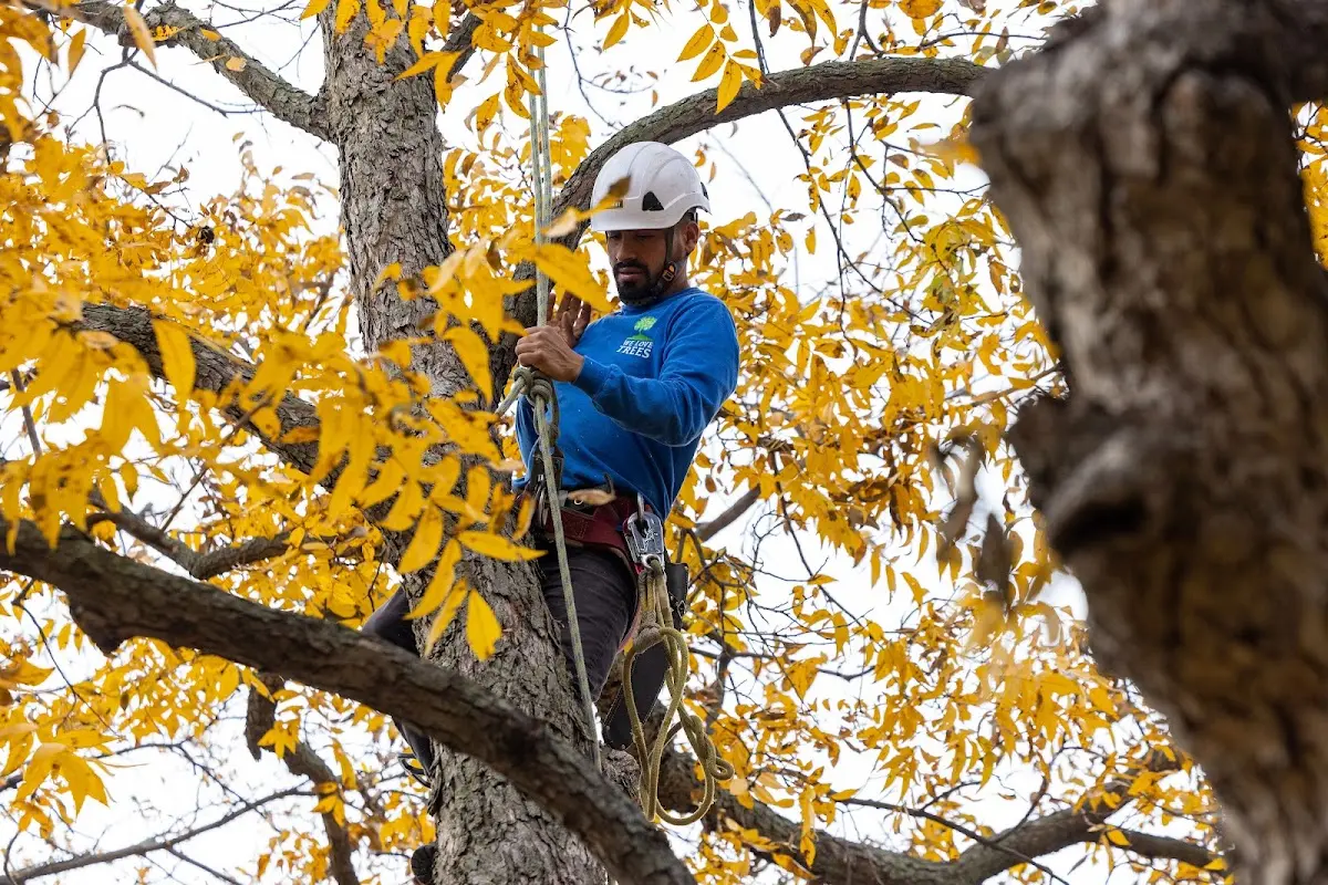 Skilled Tree Planing crew working in Concord